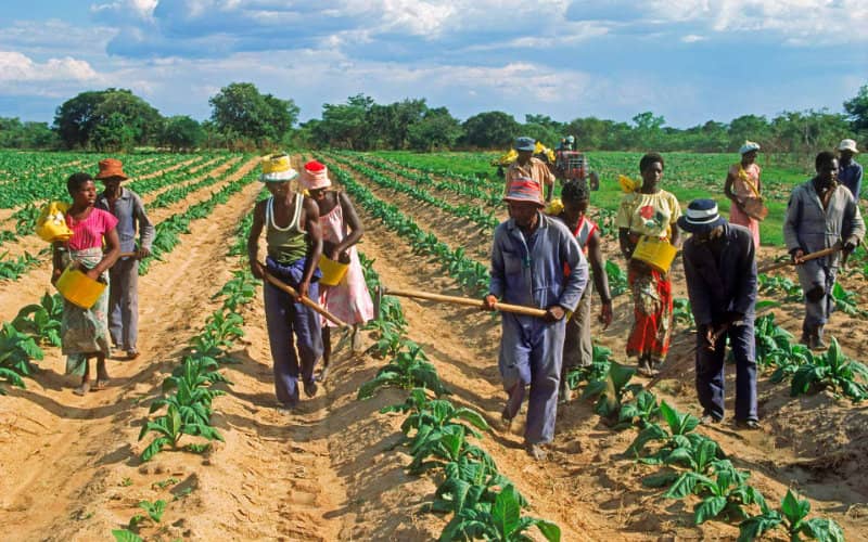 African Development Bank and Morocco's OCP Plan Emergency Fertilizer Supply to Combat Food Crisis