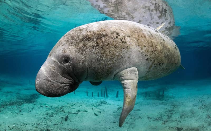 Ancient 'Sea Cow' Fossils Unearthed in Morocco, Revealing New Species