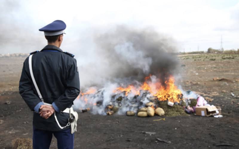 Moroccan Customs Destroys Over 2 Tons of Cannabis and Contraband in Dakhla