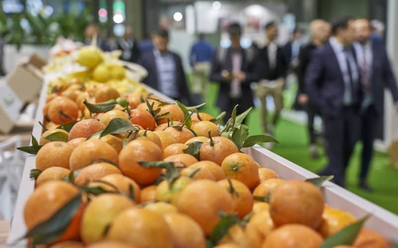 Morocco Emerges as Key Supplier of Affordable Produce to West Africa
