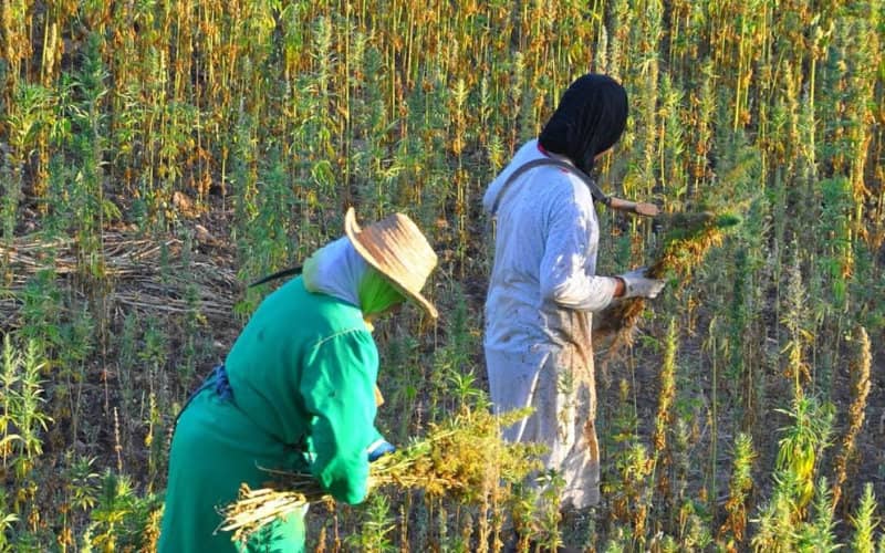 Illegal Cannabis Farms Threaten Morocco's Water Resources, NGOs Warn
