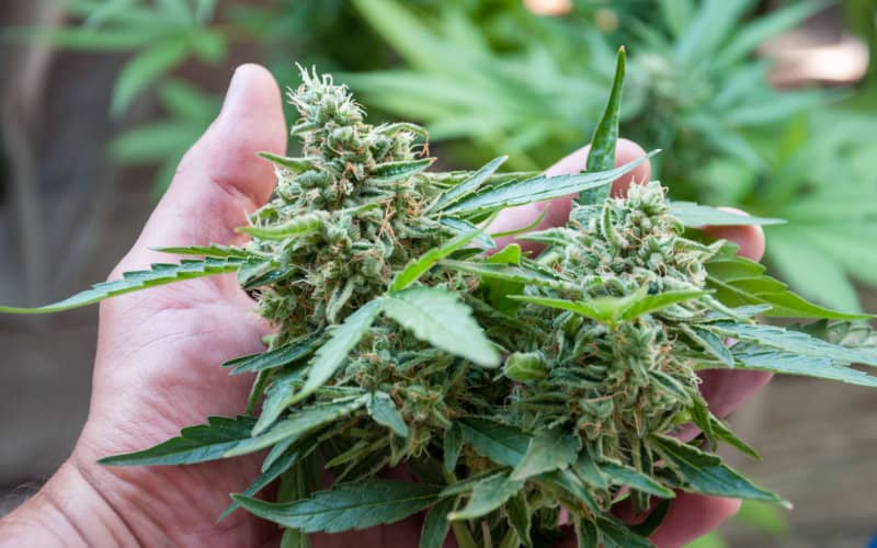 Moroccan Party Leader Urges Cannabis Law Reform to Protect Small Farmers