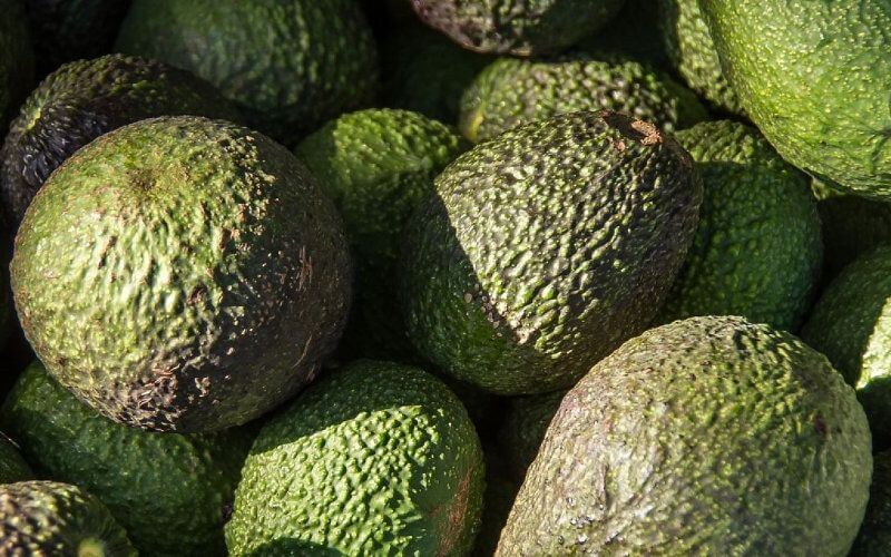 Israeli Firm Mehadrin Launches $8 Million Avocado Venture in Morocco