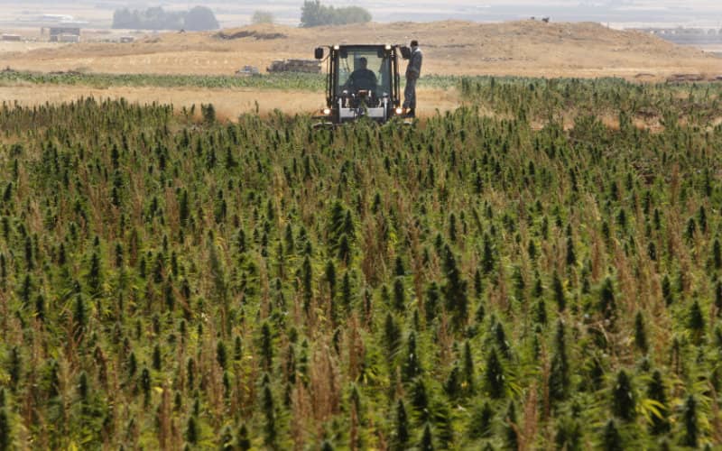 Moroccan Cannabis Farmers Form Committee to Advocate for Legalization Interests