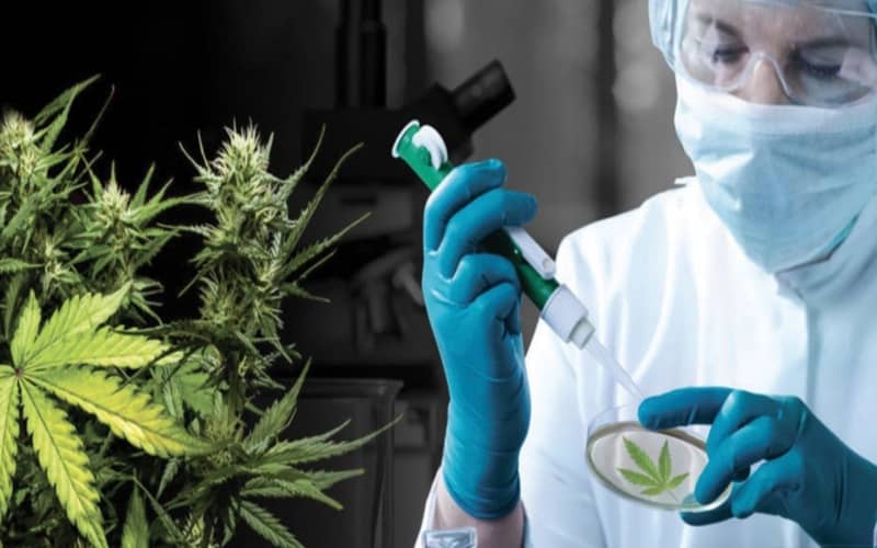 Israeli Firms Eye Moroccan Cannabis Market as Legalization Looms