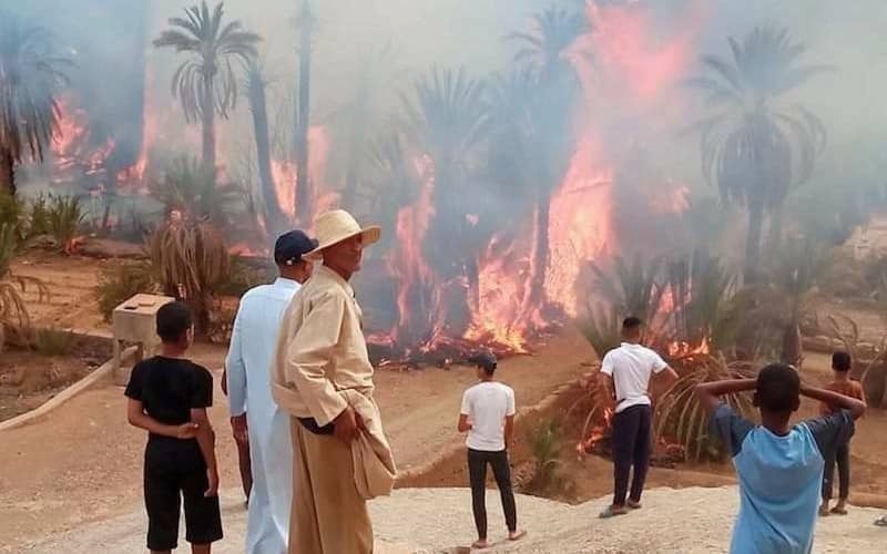 Massive Fire Destroys 2,500 Trees in Zagora Oasis, Cause Unknown