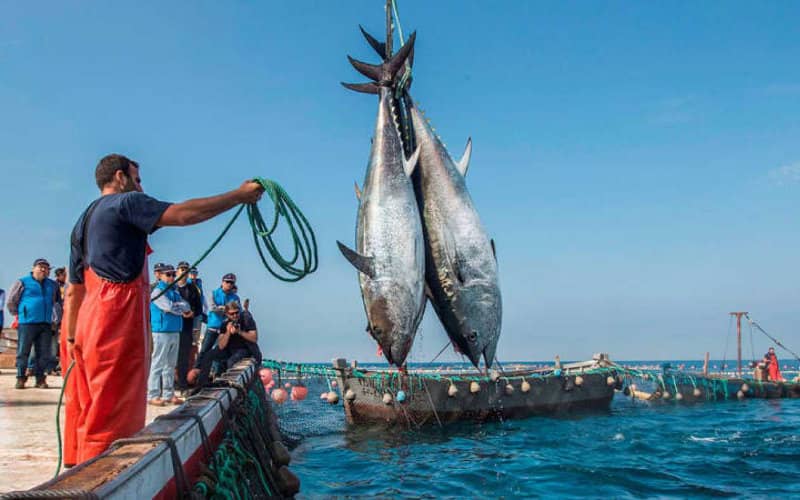 Moroccan Coastal Fishing Revenue Surges 34% to 5.99 Billion Dirhams