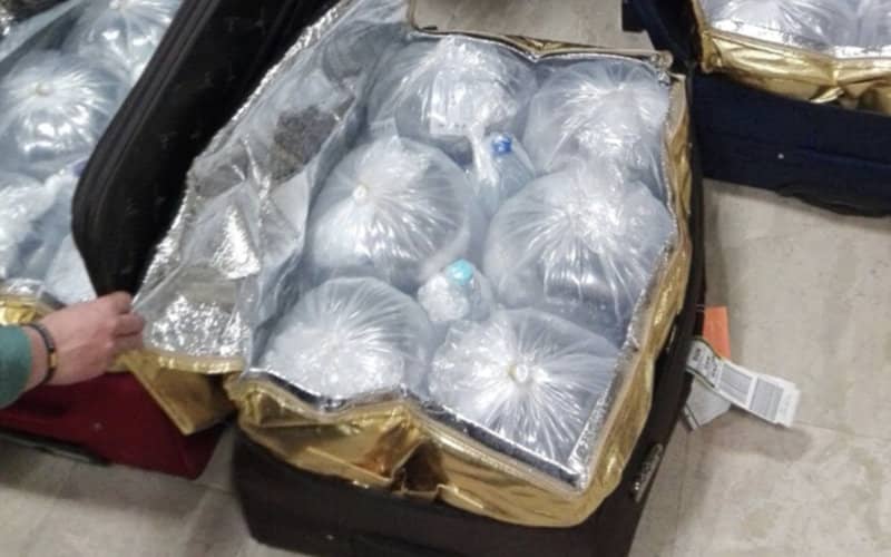 Moroccan Fined $7.8 Million for Smuggling Endangered Eels in Spain