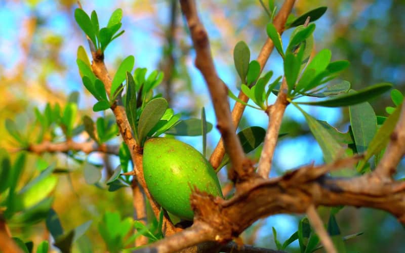 Morocco Invests 105 Billion Dirhams in Oasis and Argan Regions, Surpassing Development Goals