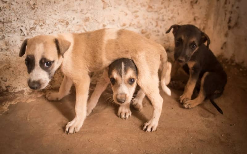 Poison Attack Kills 12 Dogs at Moroccan Animal Shelter in Agadir