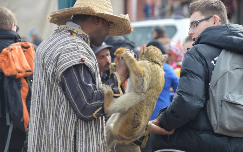 Morocco Takes Precautions as Monkeypox Spreads: Marrakech Counts Jamaa El Fna Square Monkeys