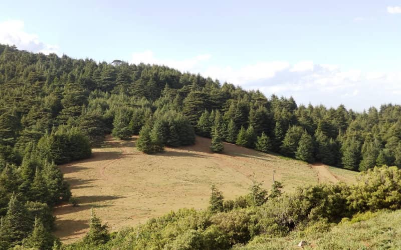 Atlas Cedar: Spain's Potential Solution to Combat Climate Change Effects