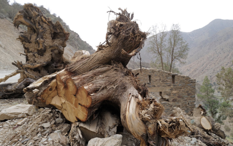 Atlas Cypress: Morocco's Ancient Tree Faces Extinction After Earthquake and Climate Threats