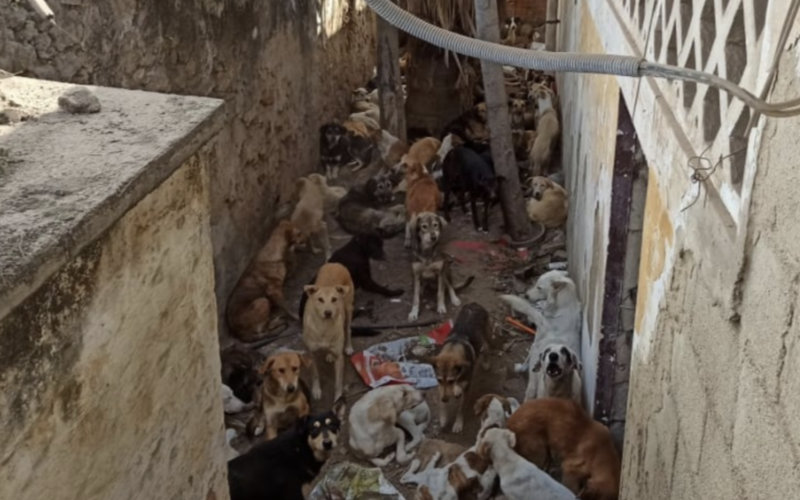 British Celebrities Join Outcry Against Morocco's Dog Culling Ahead of 2030 World Cup Bid