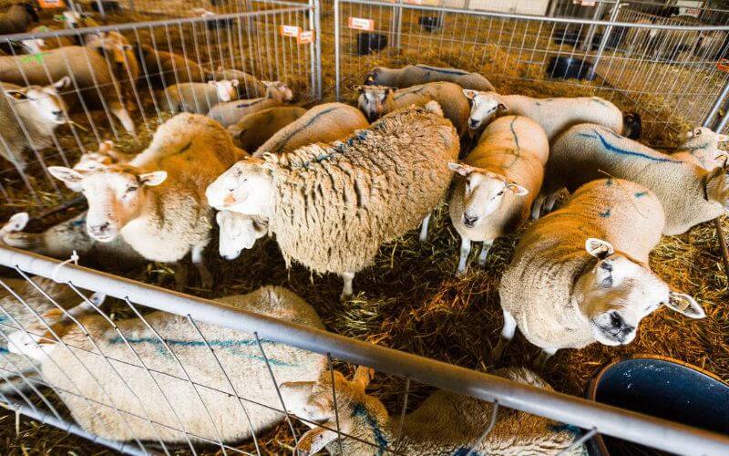 Brussels Parliament Votes Against Mandatory Animal Stunning Before Slaughter