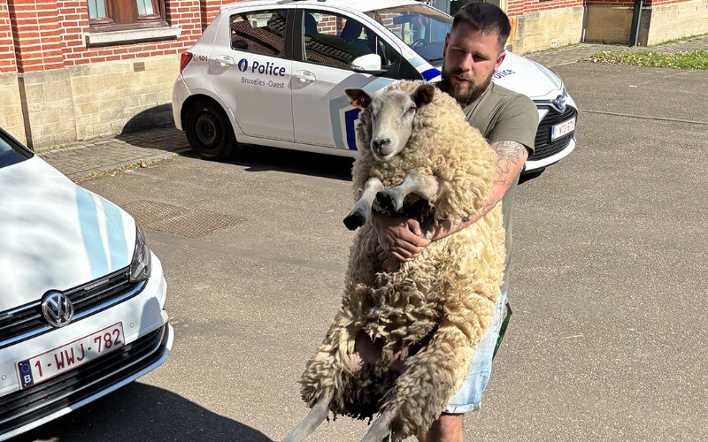 Brussels Police Rescue Two Sheep from Illegal Eid al-Adha Slaughter During Wedding Procession