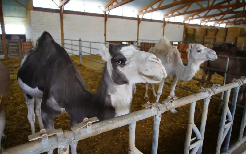 Camel Farm in French Alps Defies Skeptics, Thrives on Innovation