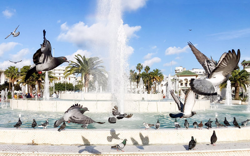 Casablanca Bans Pigeon Feeding in Iconic Square, Sparking Controversy