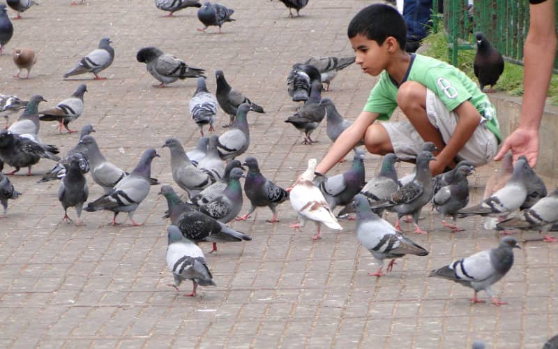 Casablanca Launches Pest Control Initiative to Combat Rats and Birds