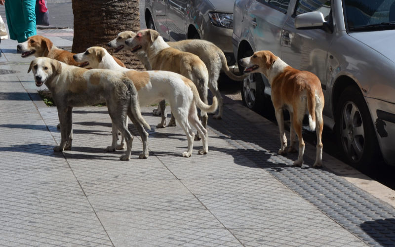 Casablanca Residents Demand Action as Stray Dog Population Surges, Raising Rabies Concerns