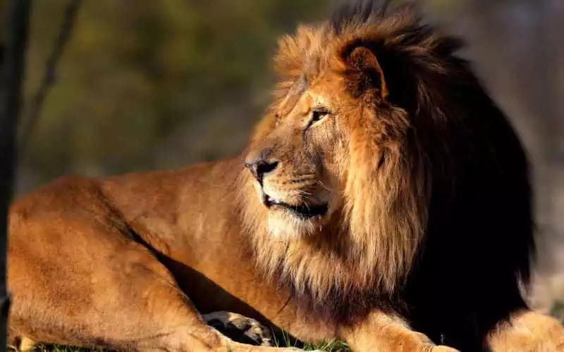 The Casablanca zoo is preparing to welcome its first animals