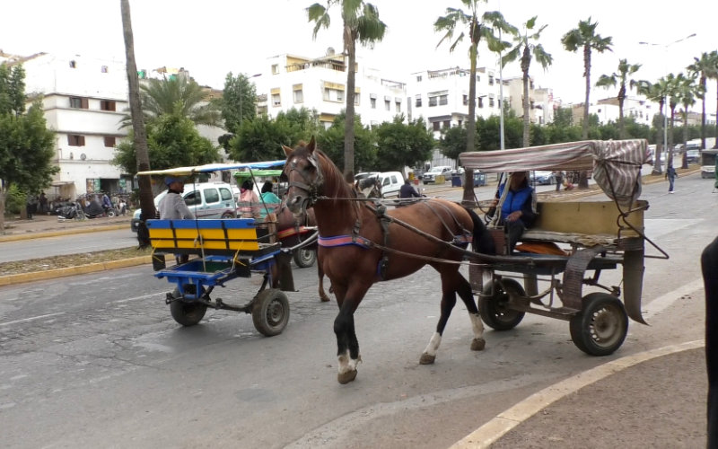 Casablanca's Ban on Animal-Drawn Carts Fails, Ramadan Sees Surge in Usage