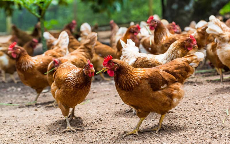 Chicken Prices Soar in Morocco as Supply and Demand Shift