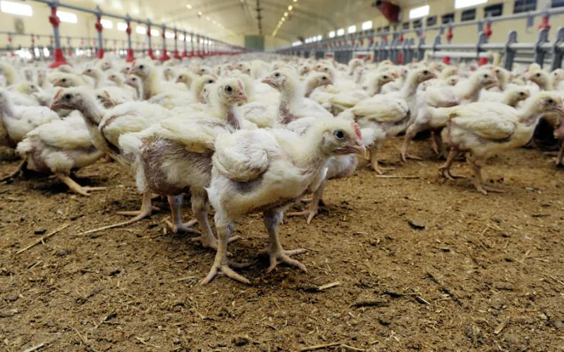 China Bans Moroccan Poultry Imports After Newcastle Disease Outbreak