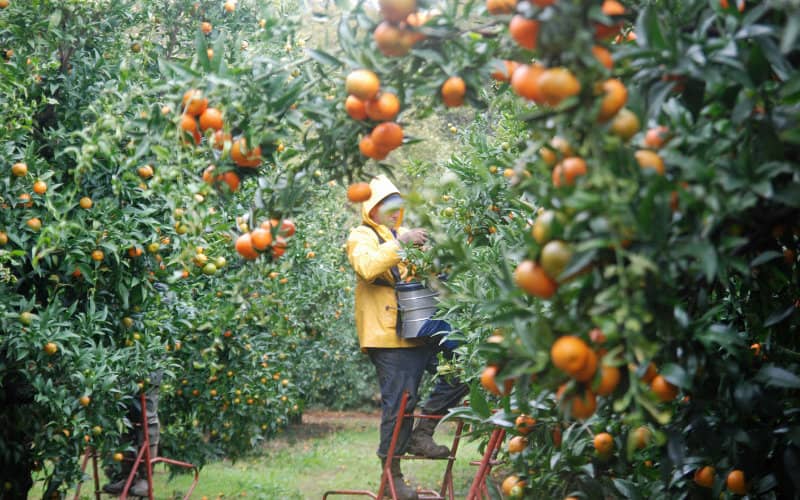 Corsican Clementine Harvest Saved as Moroccan Workers Flown In Despite Pandemic