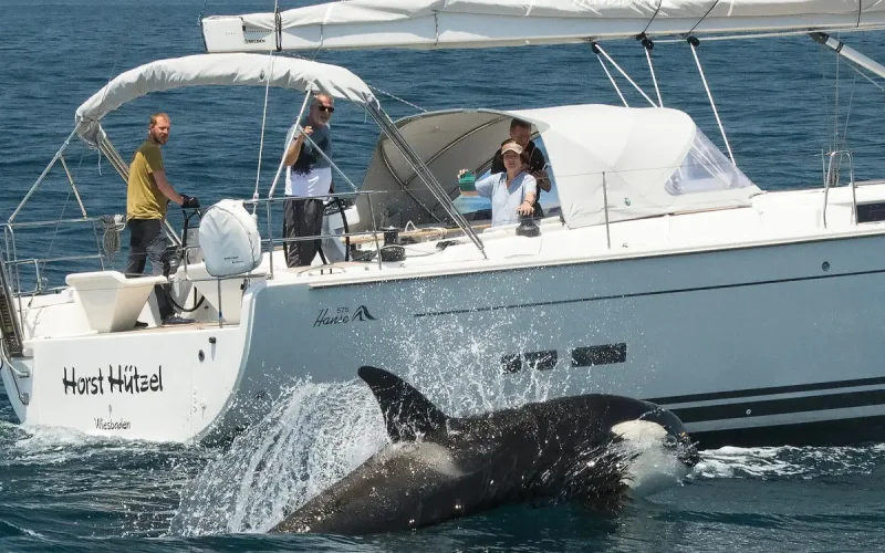 Deadly Boredom: Orcas Sink Sailboat Off Morocco in Latest Attack