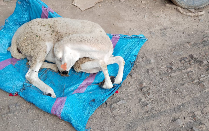 Deadly Epidemic Ravages Livestock in Moroccan Village, Farmers Plead for Aid