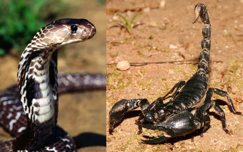 Deadly Snake Bite Claims 6-Year-Old as Agadir Faces Rising Reptile Risks Amid Heatwave