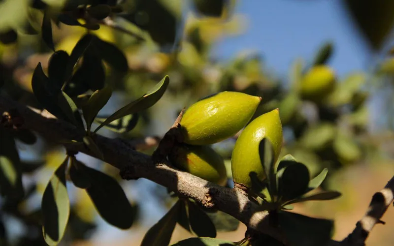Drought-Resistant Argan Trees: French Winegrowers Test Moroccan Import to Combat Climate Change