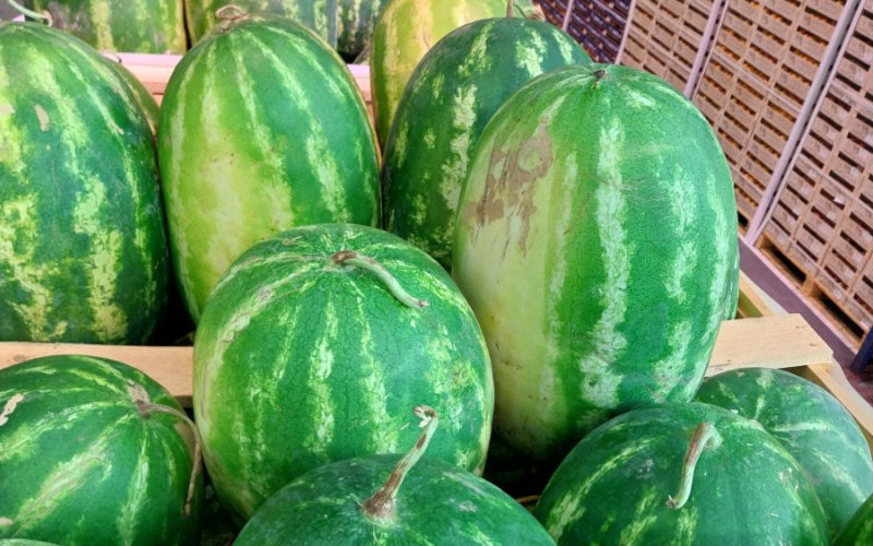 Drought-Stricken Morocco Faces Water Crisis as Watermelon Farming Continues in Zagora