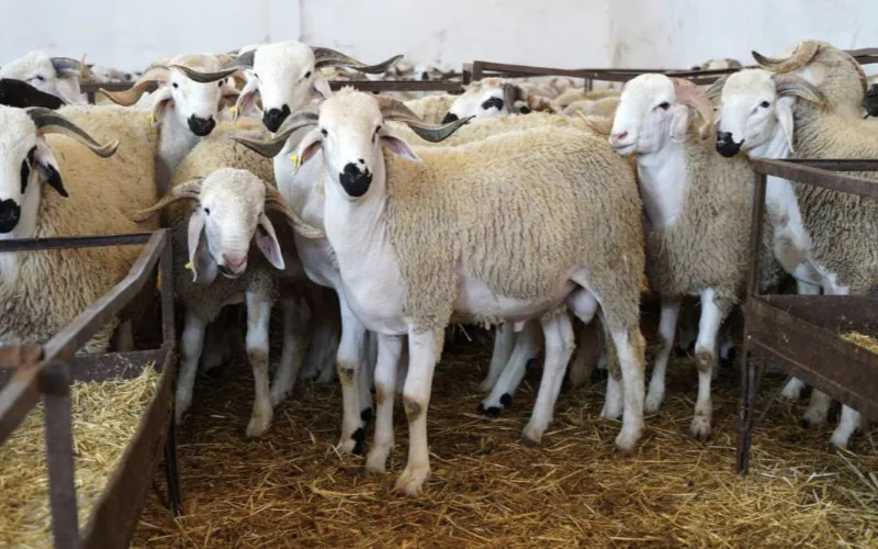 Eid Al-Adha 2025: Key Dates and Significance for Muslim Celebrations