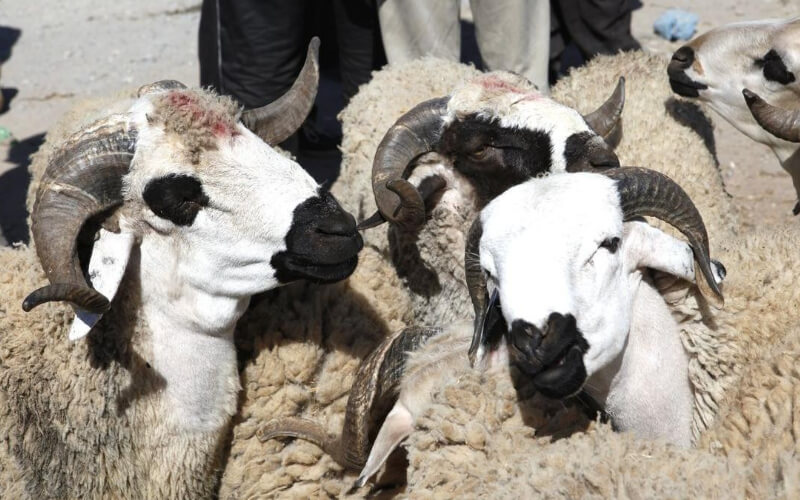 Eid al-Adha Sheep Market Struggles as City Closures Impact Breeders and Buyers