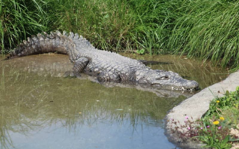 Elderly Crocodile Pair Relocated from Lyon Zoo to Moroccan Conservation Program