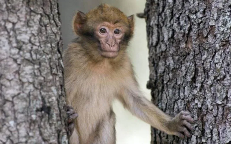Endangered Albino Macaques Sold Illegally on French Social Media for Thousands