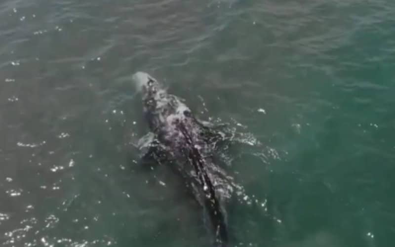 Endangered Pacific Gray Whale Stranded in Mediterranean Faces Dire Situation