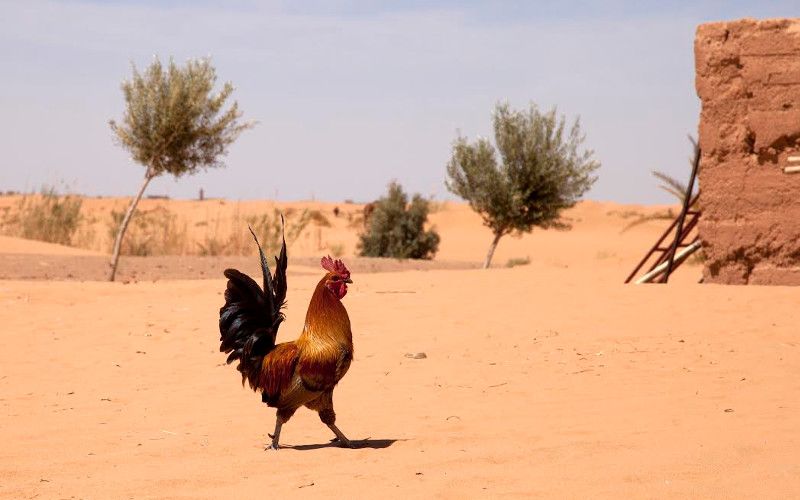 Extreme Heat Wave Grips Morocco, Temperatures Soar to 45°C (113°F)