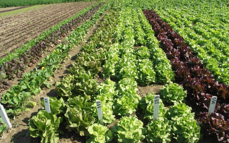Fez Land Scandal: Officials Accused of Forging Documents to Steal Agricultural Project