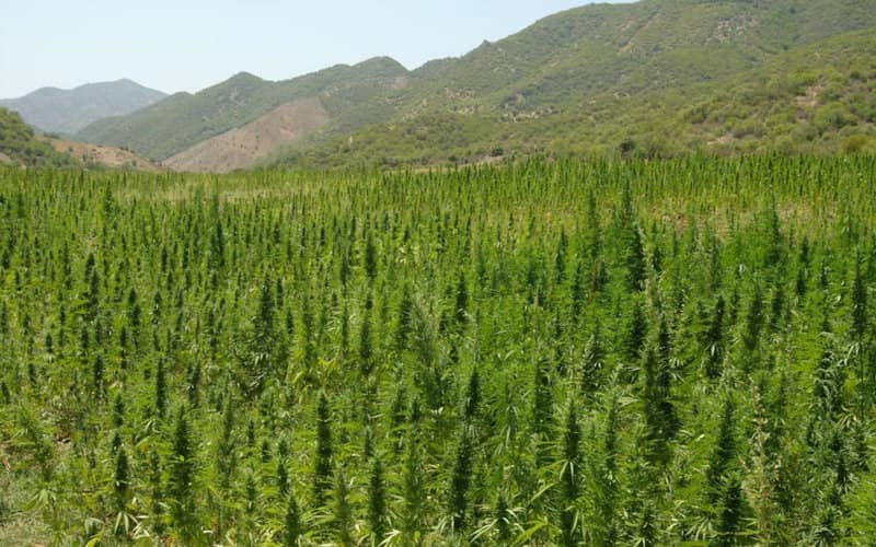 Former Moroccan Minister Accuses Ex-PM of Blocking Cannabis Legalization