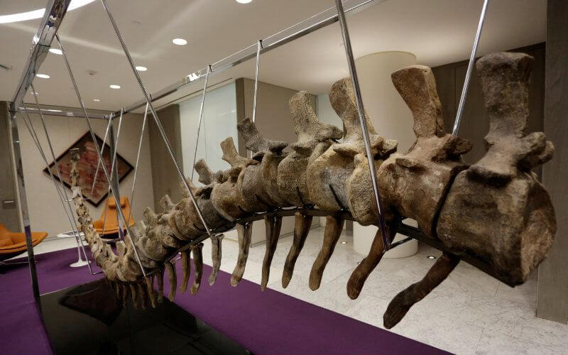 Fossil Trafficking: Morocco's $50 Million Dinosaur Black Market Exposed