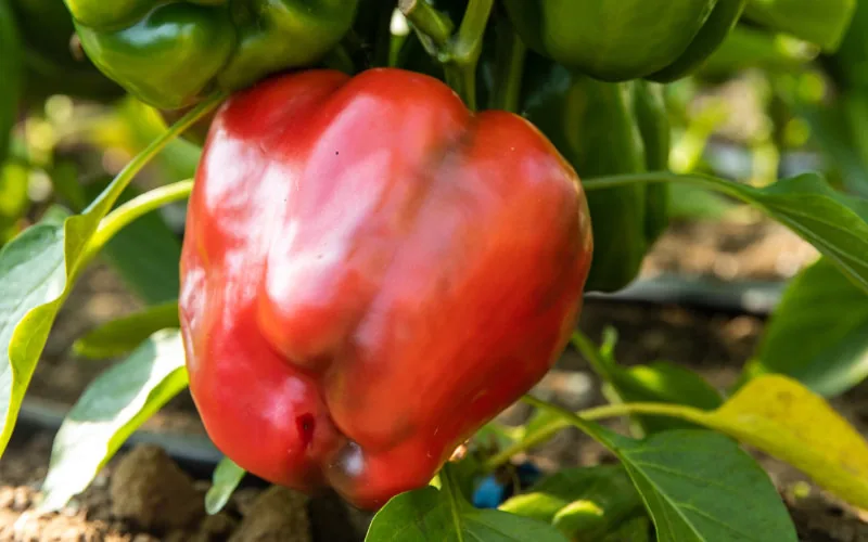 France Recalls Moroccan Peppers Over Illegal Pesticide Levels