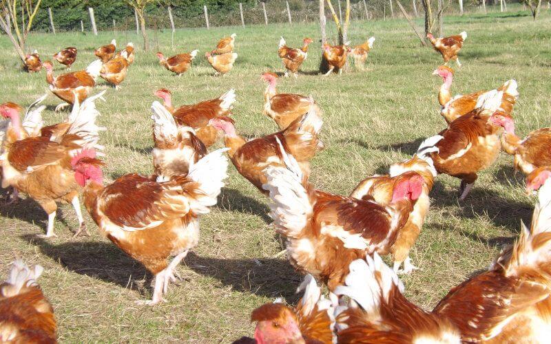 French Couple Fined, Given Suspended Sentence for Illegal Halal Poultry Operation