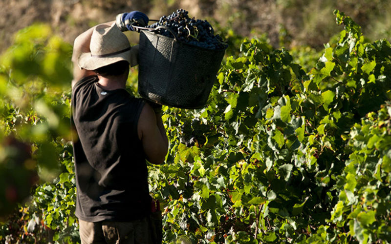 French Court Convicts Ringleaders in Agricultural Labor Exploitation Scheme