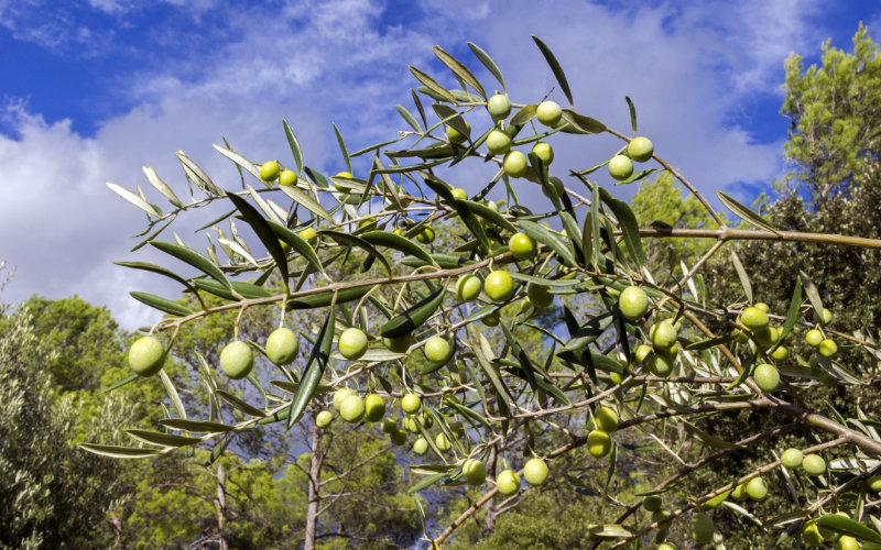 French Farmers Pivot to Olive Groves, Battling Cognac Crisis and Climate Change