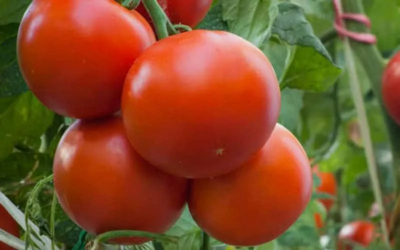French Farmers Protest Moroccan Tomato Imports, Citing Unfair Competition