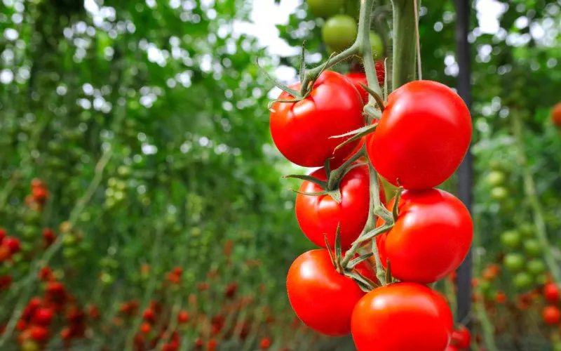 French Tomato Producers Launch Patriotic Tray to Battle Moroccan Imports