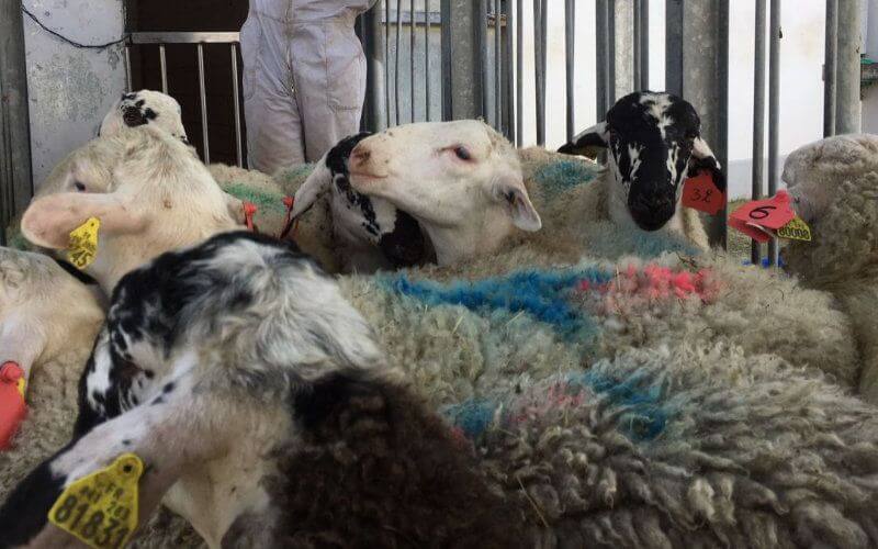 Gennevilliers Mosque Offers Sheep for Eid al-Adha as Local Market Closes